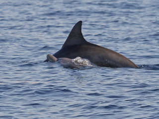 Indo-pacific Bottlenosed Dolphins, Flores