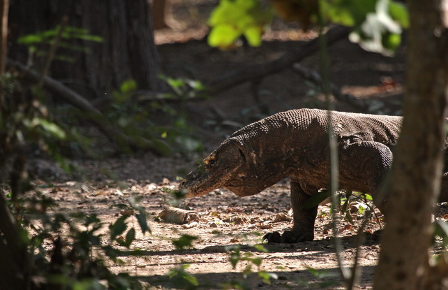 Birding Komodo Komodo Dragon