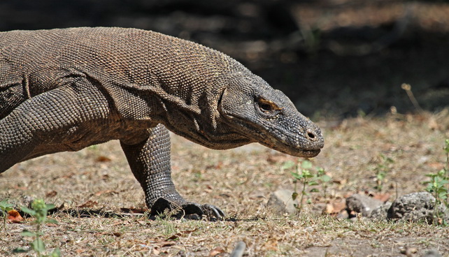 Komodo Dragon Komodo Dragon