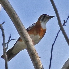 Orange-banded Thrush Bipolo Timor