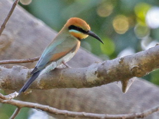 Rainbow Bee-eater Rainbow Bee-eater
