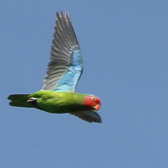 Timor Red-cheeked Parrot