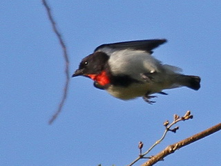 Red-chested Flowerpecker Timor