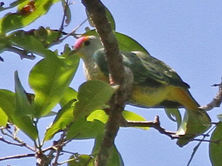 Rose-crowned
Fruit-Dove Rose-crowned Fruit-Dove