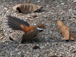 Rufous Fantail Timor