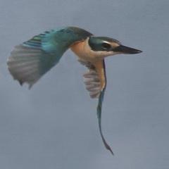 Sacred Kingfisher Flores