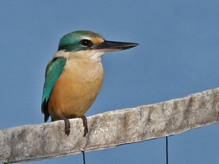 Sacred Kingfisher Sacred Kingfisher, Flores