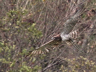 Short-toed
Snake-Eagle Short-toed Snake-Eagle Flores