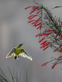 Olive-backed Sunbird, Flores