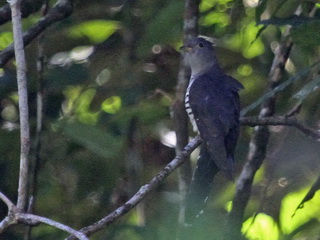 Sunda Cuckoo Flores