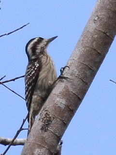 Sunda Woodpecker