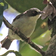 Thick-billed Heleia birding Flores