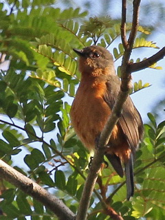 Timor Blue Flycatcher