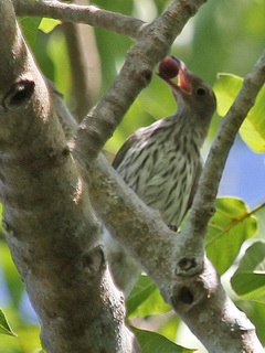 Timor Figbird