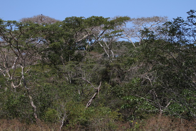 Oelnasi Forest Timor