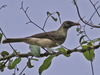Timor Oriole Olive-brown Timor Oriole
