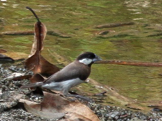 Timor Sparrow Bipolo