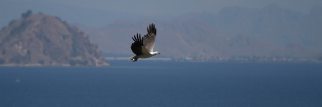 White-bellied
Sea-Eagle White-bellied Sea-Eagle