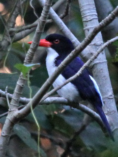 Glittering Kingfisher Flores