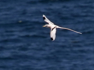 White-tailed
Tropicbird Birding tour Lesser Sundas