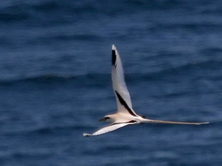 White-tailed
Tropicbird White-tailed Tropicbird Bali