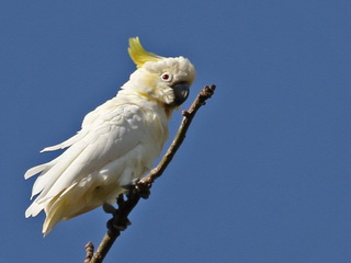 Yellow-crested
Cockatoo Birding tour Lesser Sundas