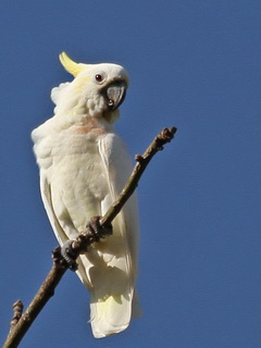 Yellow-crested Cockatoo Komodo