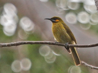 Yellow-eared Honeyeater Timor
