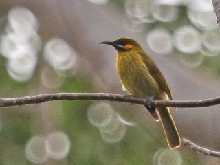 Yellow-eared
Honeyeater Yellow-eared Honeyeater Timor