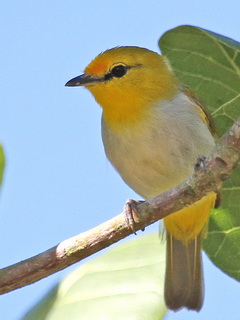 birding Flores