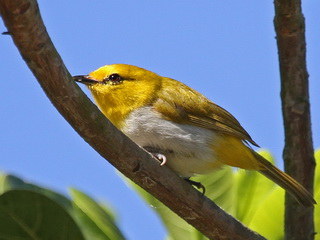 Yellow-spectacled
White-eye Yellow-spectacled White-eye