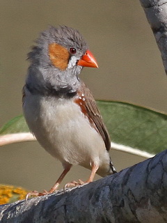 Zebra Finch birding Flores