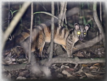 Banded Civet at Kinabatangan