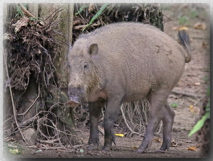 Bearded Pig