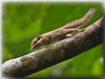 Black-eared Pygmy Squirrel in Sarawak