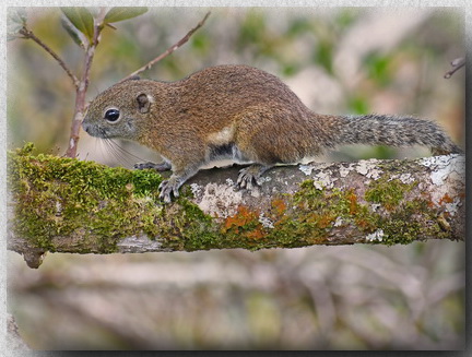 Bornean Black-banded Squirrel on Mount Kinabalu