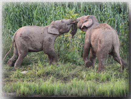 Bornean Pygmy Elephant, Kinabatangan