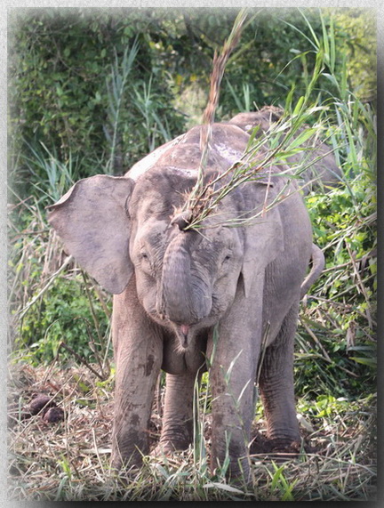 Bornean Pygmy Elephant