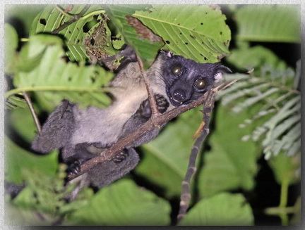 Bornean Striped Palm Civet at Sepilok