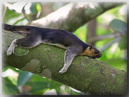 Giant Squirrel at Sepilok