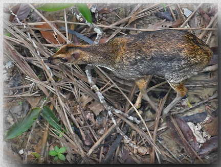 Greater Mouse Deer at Sepilok Rainforest Discovery
              Center