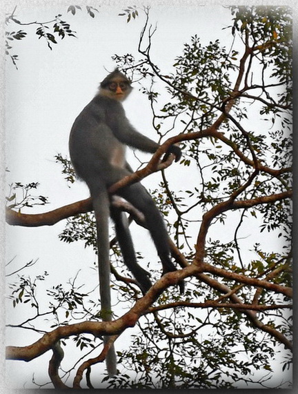 Hose's Grey Langur female