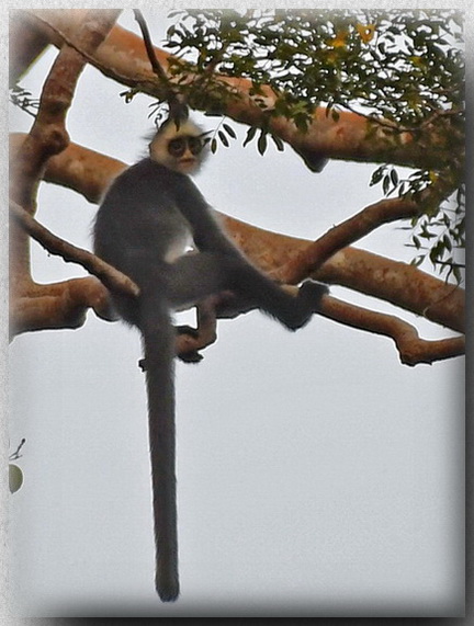 Hose's Grey Langur male