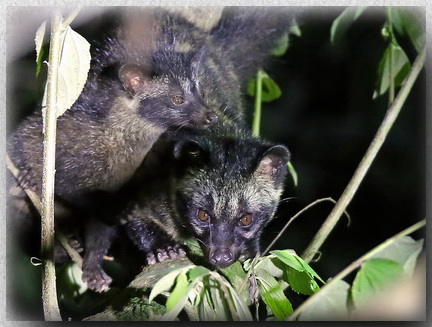 Island Palm Civet in Sabah