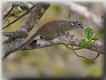 Jentink's Squirrel on Mount Kinabalu