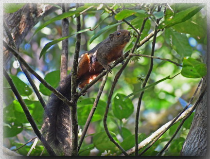 Kinabalu Squirrel