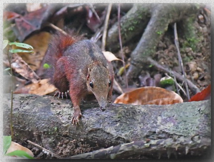 Large Treeshrew at Gomantong Caves