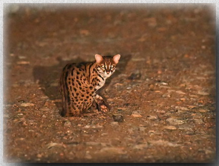 Leopard Cat at Tabin Wildlife Sanctuary