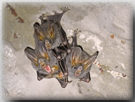 Lesser False Vampire Bat