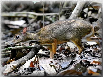 Lesseer Mouse Deer at Tabin Wildlife Sanctuary